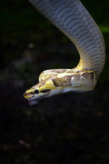 head first python pdf