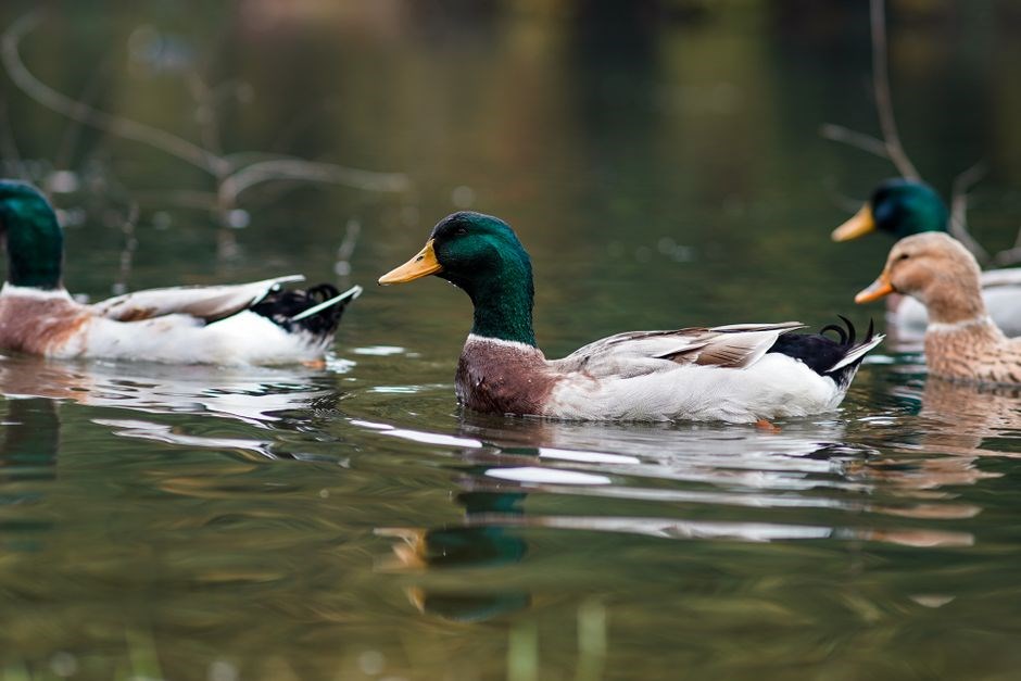free printable duck tags pdf